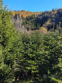 punte di abeti di varie altezze