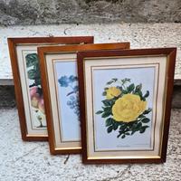 Trittico Quadri Stampe Botaniche Antiche 1883-1905