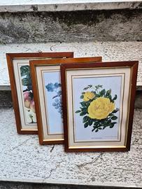 Trittico Quadri Stampe Botaniche Antiche 1883-1905