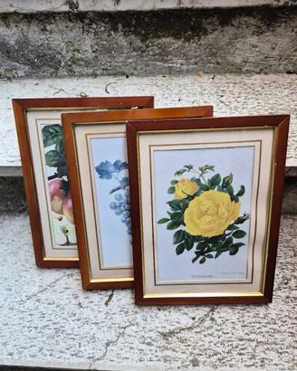 Trittico Quadri Stampe Botaniche Antiche 1883-1905