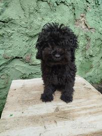 Barboncino Toy nero