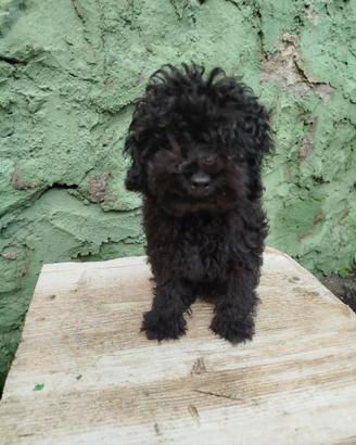 Barboncino Toy nero