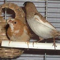 Passeri del giappone