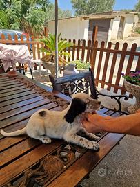 Setter inglese maschi
