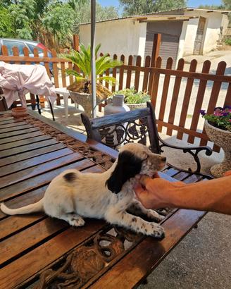 Setter inglese maschi
