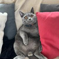 Maschio Scottish Straight per accoppiamento monta