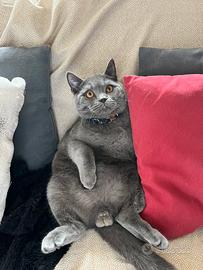 Maschio Scottish Straight per accoppiamento monta