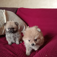 Spitz pomerania con pedigree enci