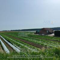 Terreno Agricolo Sermide e Felonica [A4330937]
