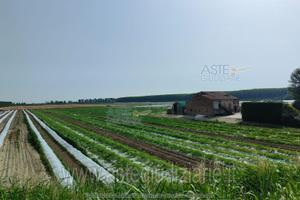 Terreno Agricolo Sermide e Felonica [A4330937]