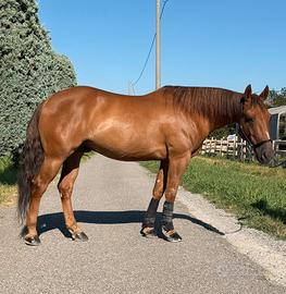 Disponibile mezza fida LUCIFER SAN (quarter horse