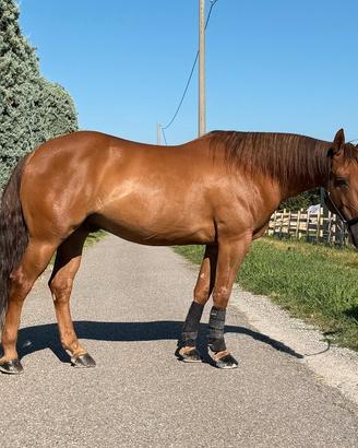 Disponibile mezza fida LUCIFER SAN (quarter horse