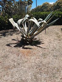 Pianta agave