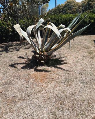 Pianta agave