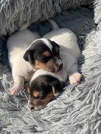 Cuccioli di jack russel