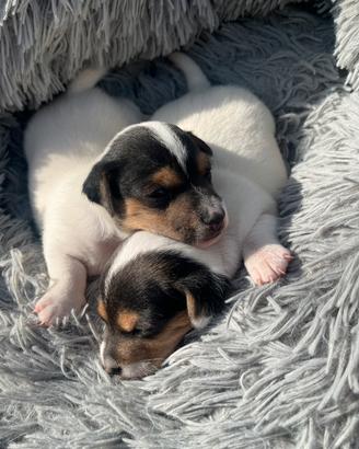 Cuccioli di jack russel