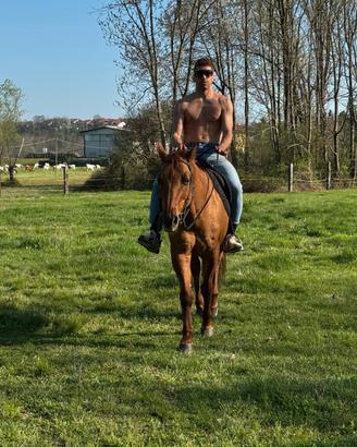 Quarter horse