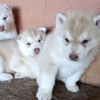 Siberian husky cuccioli