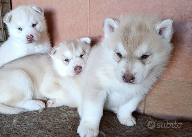 Siberian husky cuccioli