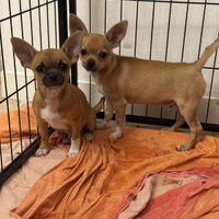 Cuccioli di chihuahua