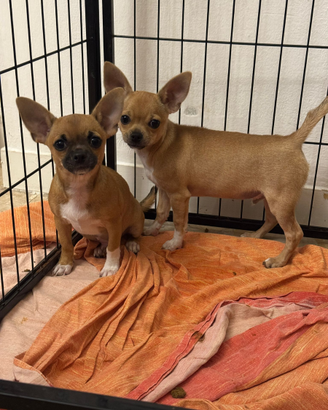 Cuccioli di chihuahua