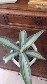 Agave medio-picta alba ,diamtro pianta 25