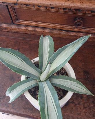 Agave medio-picta alba ,diamtro pianta 25