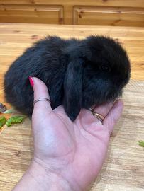 Coniglio ariete nano