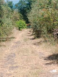 Terreno agricolo monacella