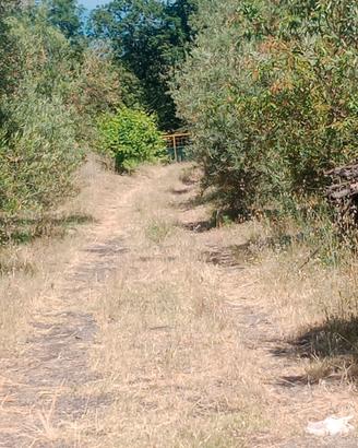 Terreno agricolo monacella