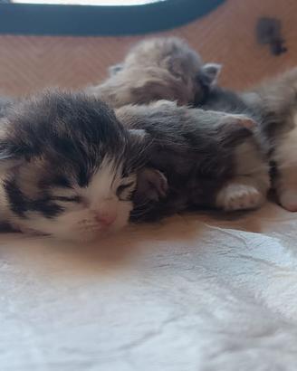 Persiano
