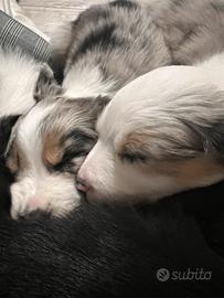 Cuccioli di border collie - border collie