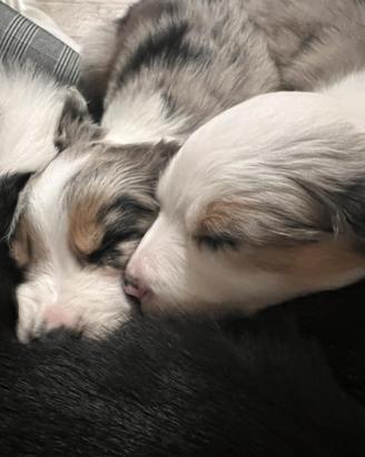 Cuccioli di border collie - border collie