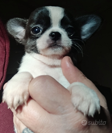 Cucciolo Chihuahua