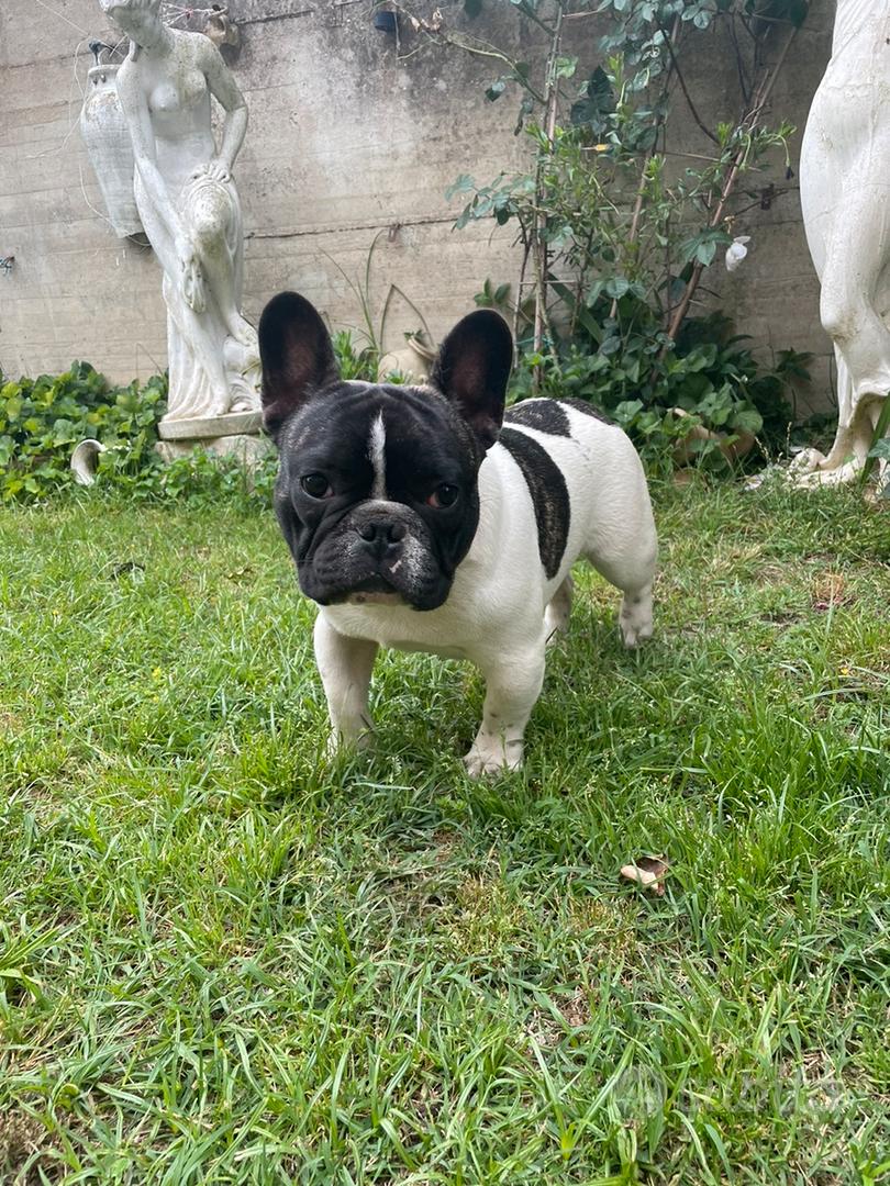 Bulldog francese/bouledogue francese cucciolo - Animali In vendita a Roma