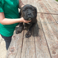 Cucciola cane corso