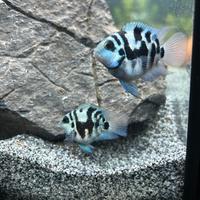 Parrot Polar Blue coppie