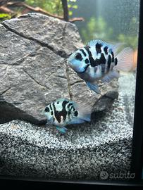 Parrot Polar Blue coppie