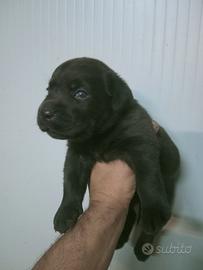 Cucciolo di labrador cioccolato con pedigree