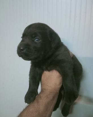Cucciolo di labrador cioccolato con pedigree