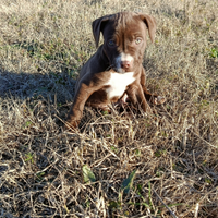 Cucciolo maschio di Pitbull