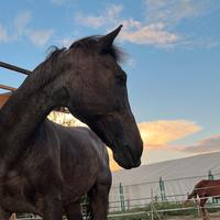 Pony Criollo Castrone