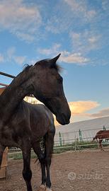 Pony Criollo Castrone