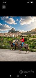 Cavallo quarab