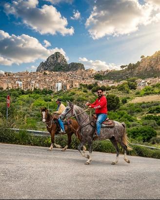 Cavallo quarab
