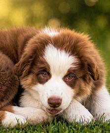 Pastore australiano Australian Shepherd MASCHIO