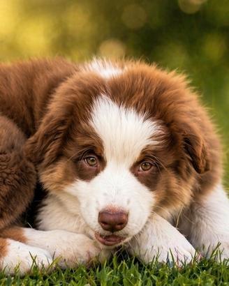 Pastore australiano Australian Shepherd MASCHIO