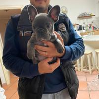 Bulldog Francese Femmina