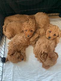 Barboncino toy albicocca