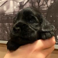 Cuccioli di Cocker Spaniel Inglese con Pedigree